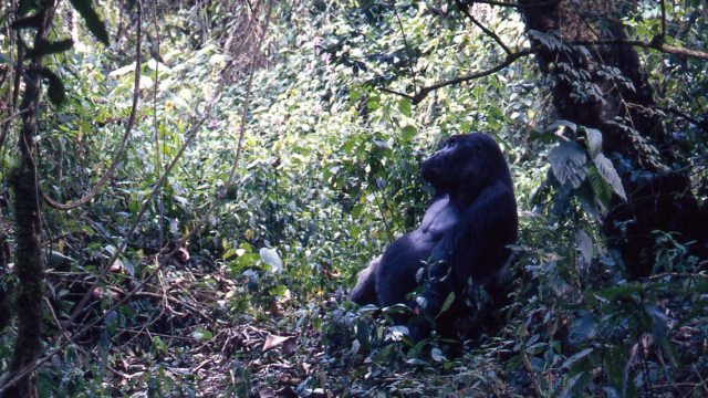 Gorilla viewing