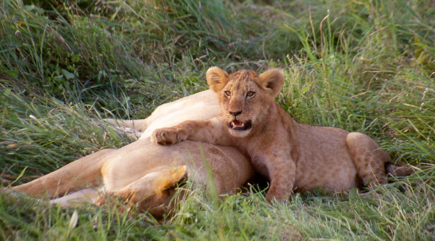 Serengeti Wildlife Safari 2023 24 A Private Tour With Exceptional   Ser036 Edited 